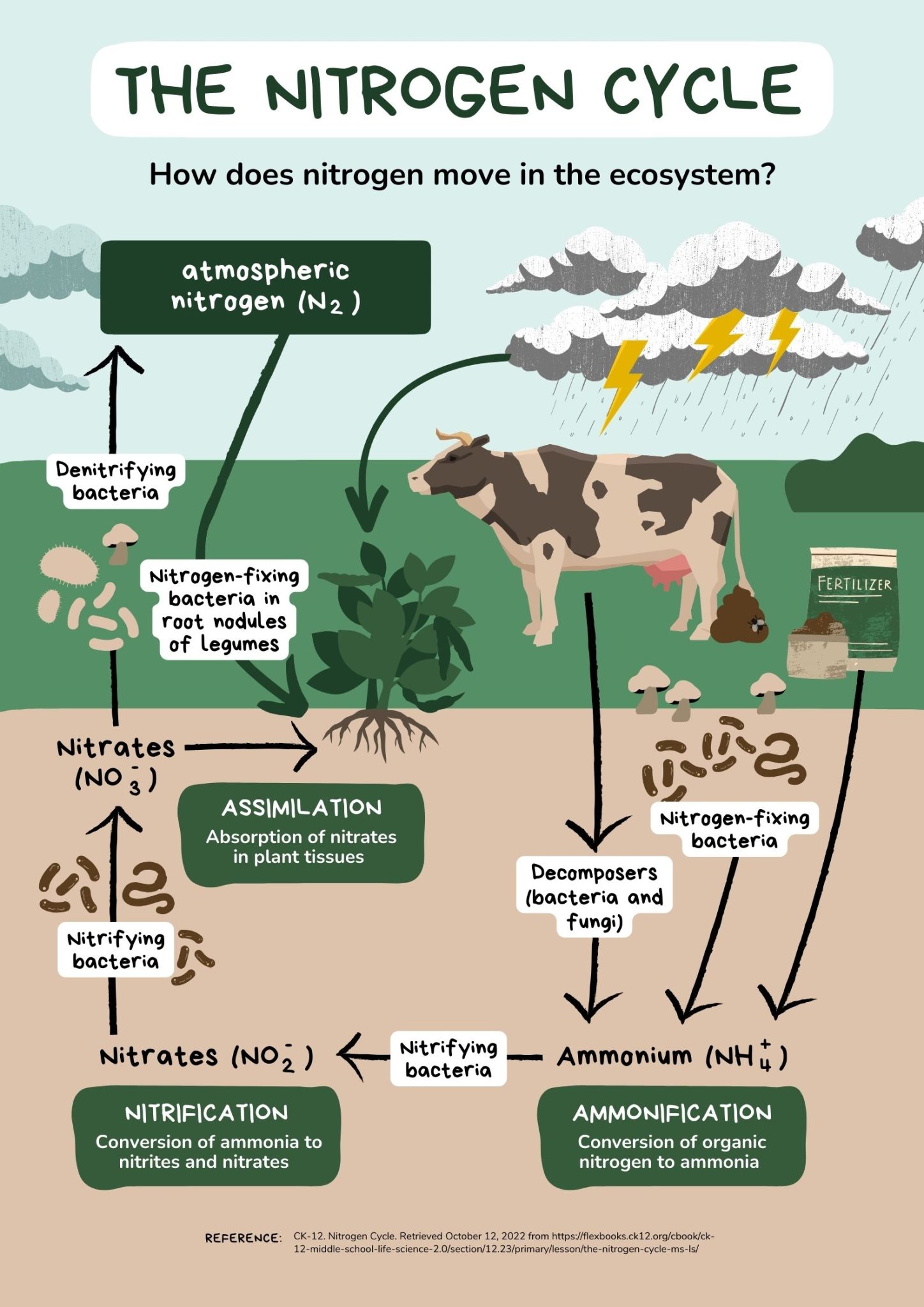 What Are The Steps Of Nitrogen Cycle Earth How