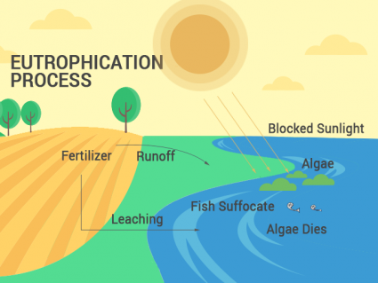 How Does Eutrophication Work? Causes, Process and Examples