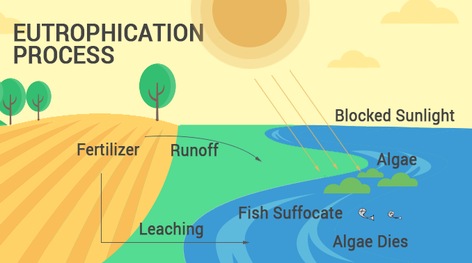 Diagram Of Eutrophication