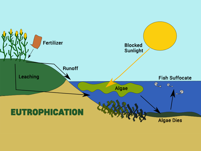 How Does Eutrophication Work? Causes, Process and Examples Earth How