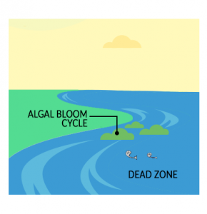 Eutrophication Effects