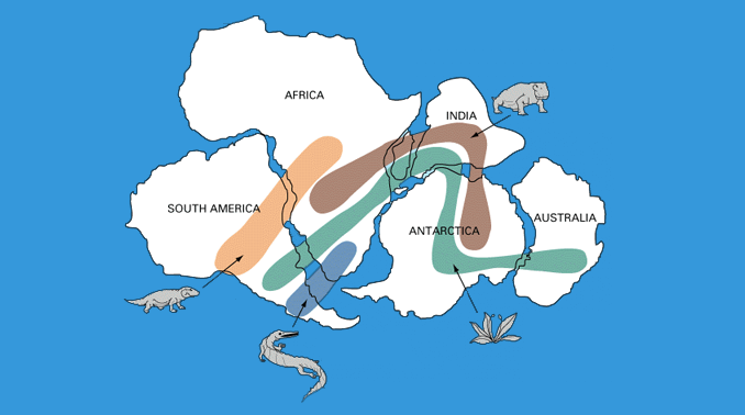 pangea puzzle with fossils