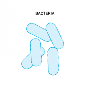 Bacteria