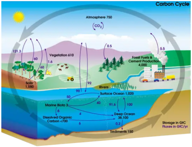 where does carbon cycle come from