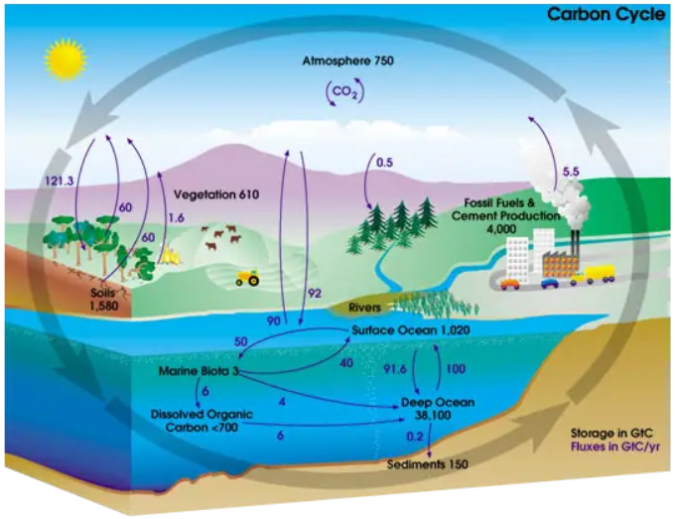 ocean carbon cycle for kids