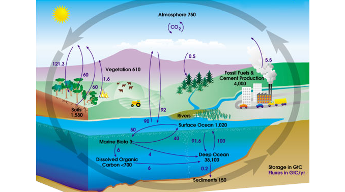 Carbon Cycle