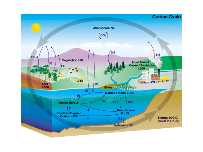 Carbon cycle fuels fossil The carbon