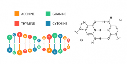 DNA Guanine