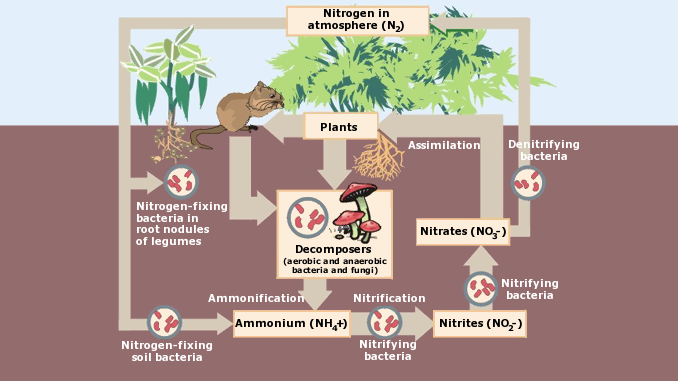 stages of carbon cycle