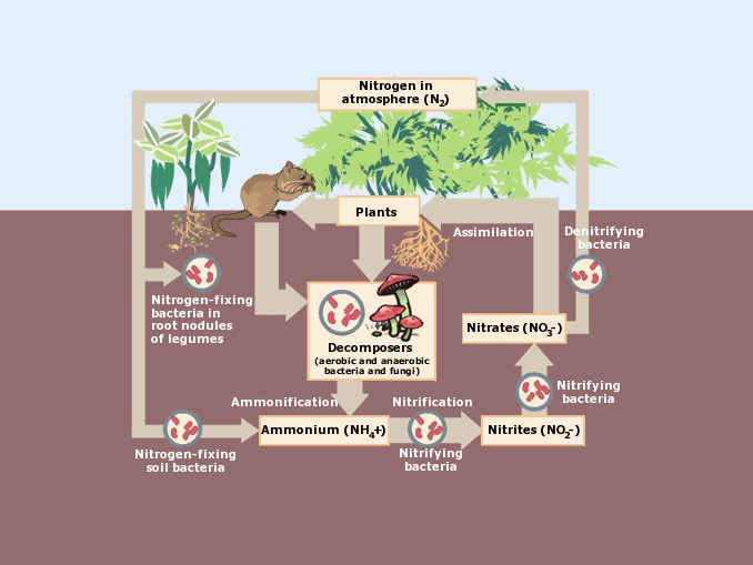 What Are the 4 Steps of Nitrogen Cycle? - Earth How