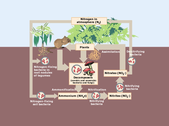 Explain Nitrogen Cycle With Flow Chart