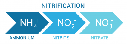nitrification