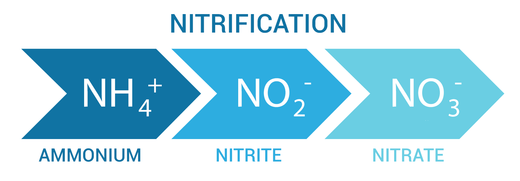 What Is Meant By The Word Nitrification