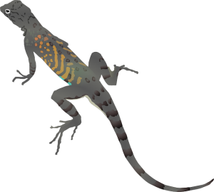 reptile lizard