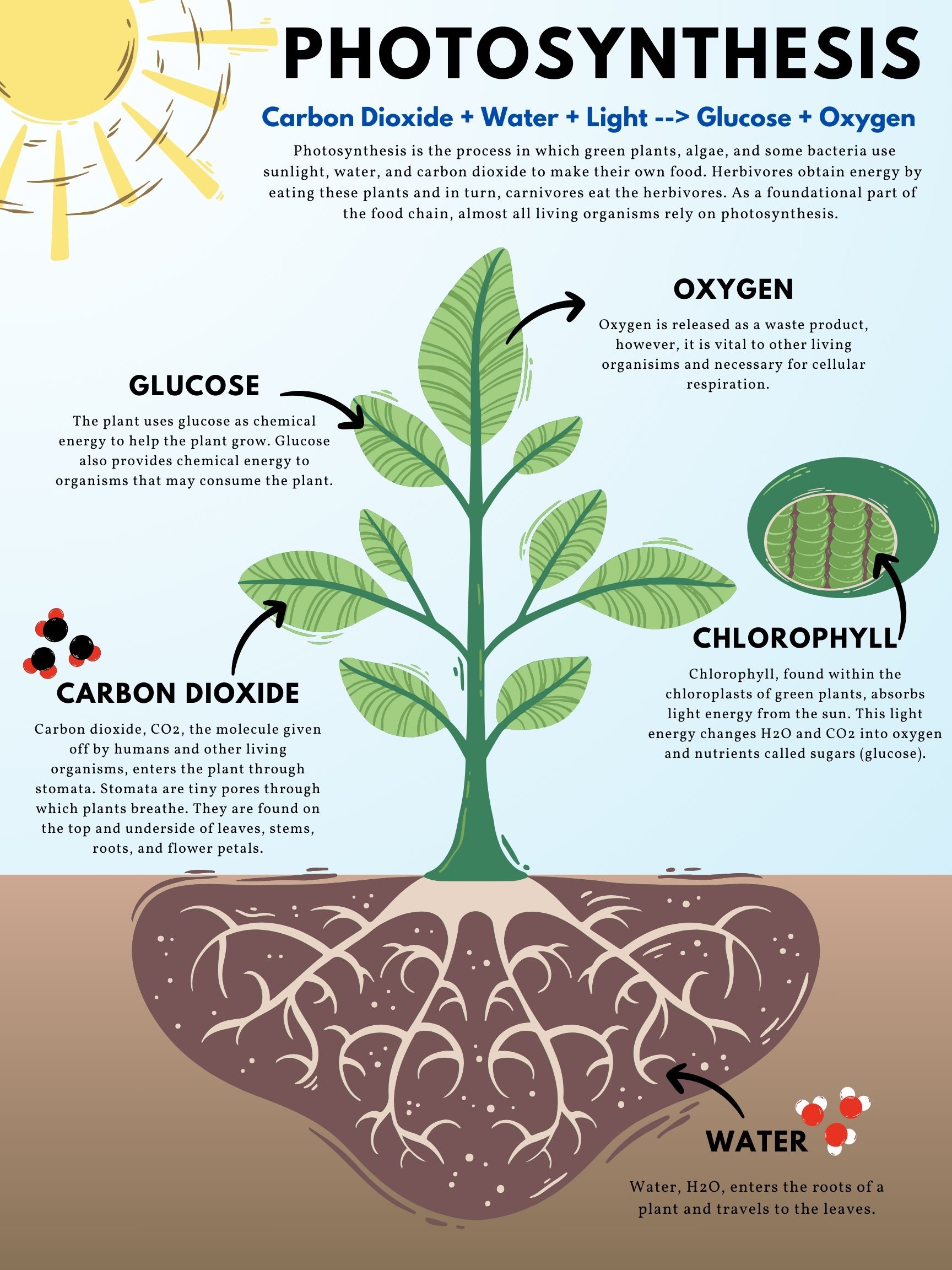 Photosynthesis process carbon dioxide to glucose earth how