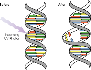 DNA UV mutation