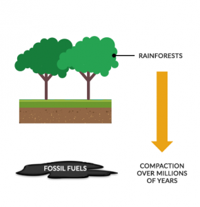 fossil fuels formation