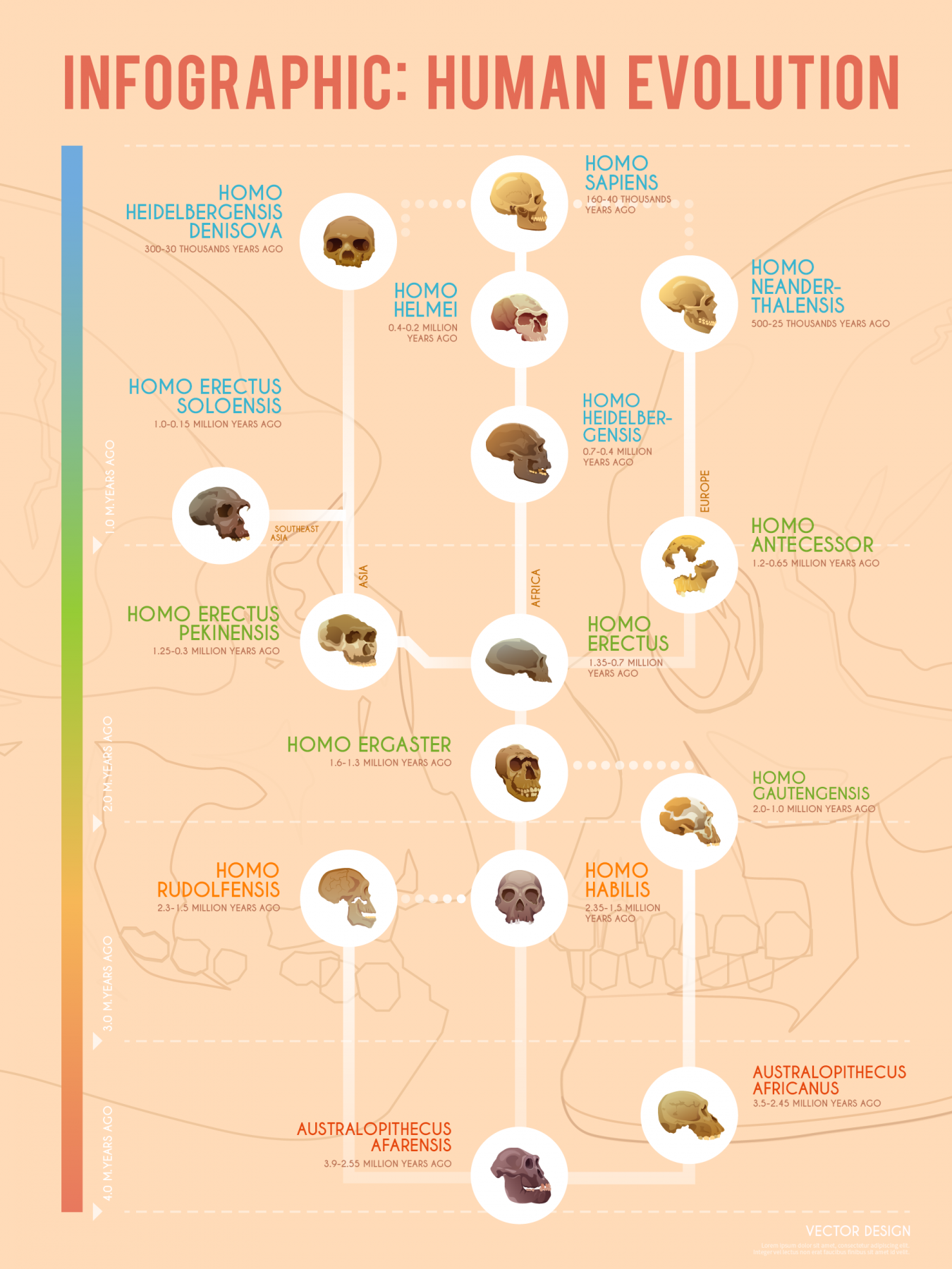 evoluția umană a timeline of early hominids infographic new blog