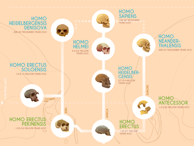 human evolution timeline for kids