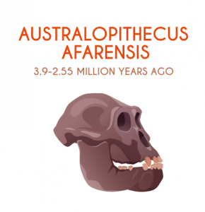 Australopithecus Afarensis