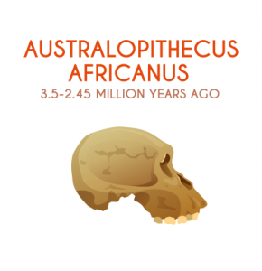 Australopithecus Africanus