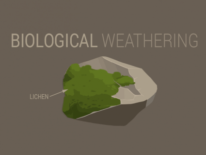 Biological Weathering: How Living Things Break Down Rocks
