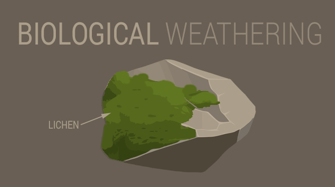 chemical weathering living organisms lichens