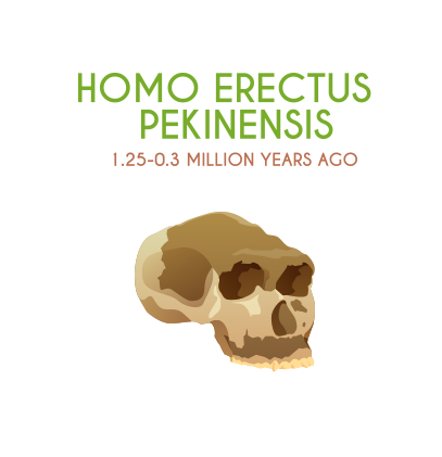 Human Evolution: A Timeline of Early Hominids [Infographic] - Earth How