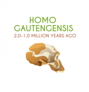 Homo Gautengensis