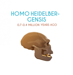 Homo Heidelber-Gensis