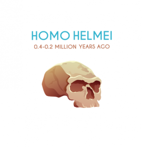 Homo Helmei