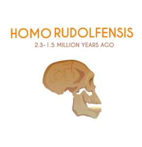 Homo Rudolfensis