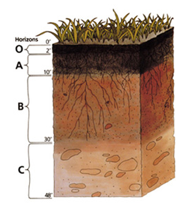 Soil Horizons