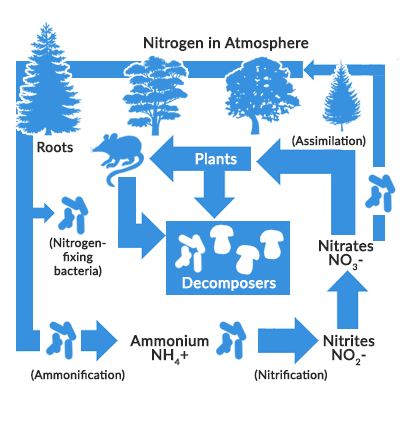 Nitrogen Cycle Diagram, Steps, Drawing for Class 8 & 9