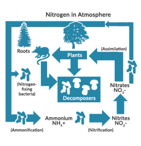 Nitrogen Cycle