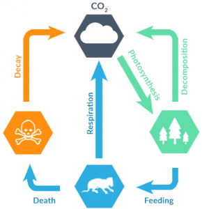 carbon cycle steps for kids