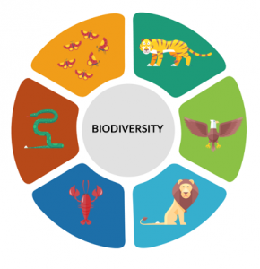 Biodiversity