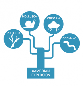 Cambrian Explosion