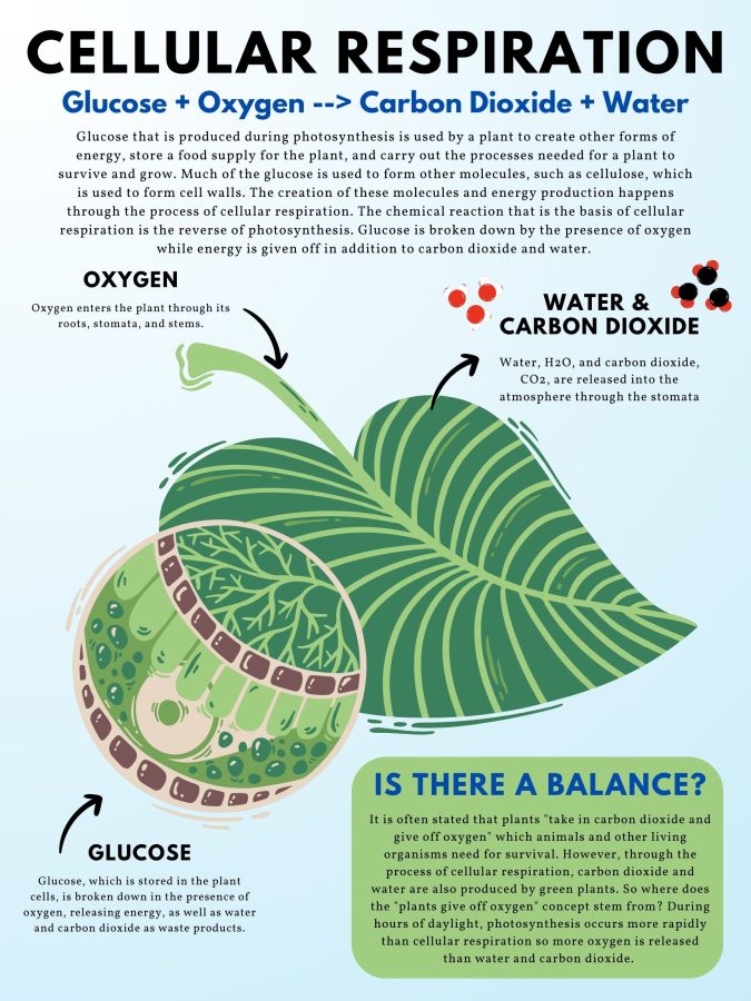 Cellular Respiration Poster