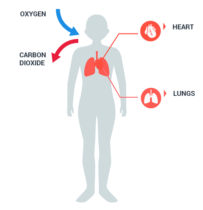 What Is the Carbon Cycle? Photosynthesis, Decomposition, Respiration ...