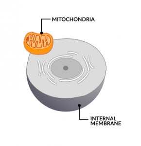 Endosymbiosis