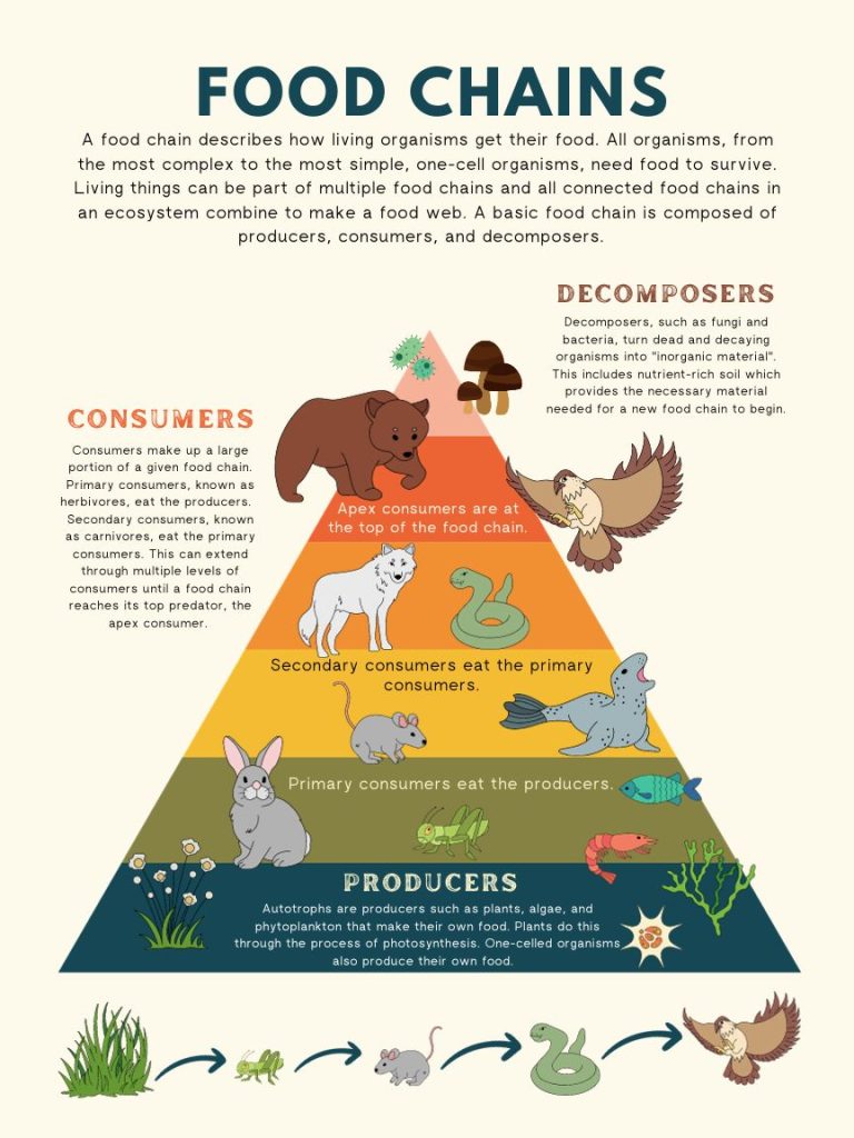 What Are the 4 Levels of the Food Chain? - Earth How