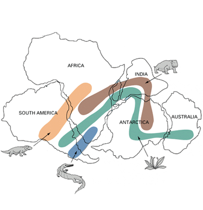 pangea puzzle with fossils