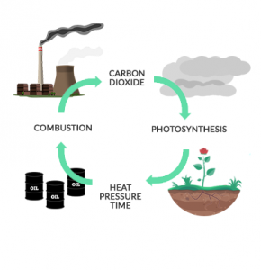 coal formation