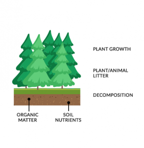 Nutrient Cycle