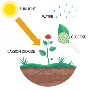 Draw diagram of i nitrogen cycle ii carbon cycle