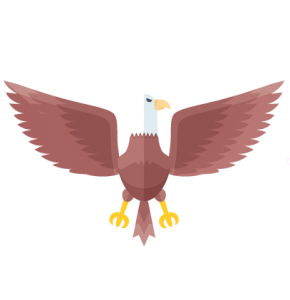 carnivore bald eagle