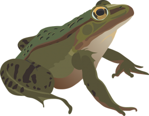 frog amphibian