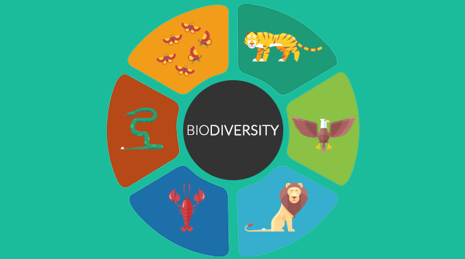 Biological Diversity Biodiversity