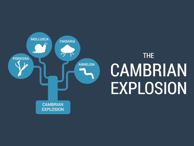 Cambrian Explosion
